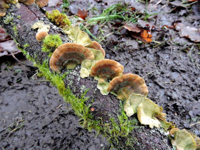 Trametes versicolor Roly 26-01-18 L.jpg