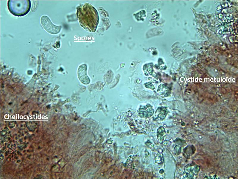 Hohenbuehelia micro 180218.jpg