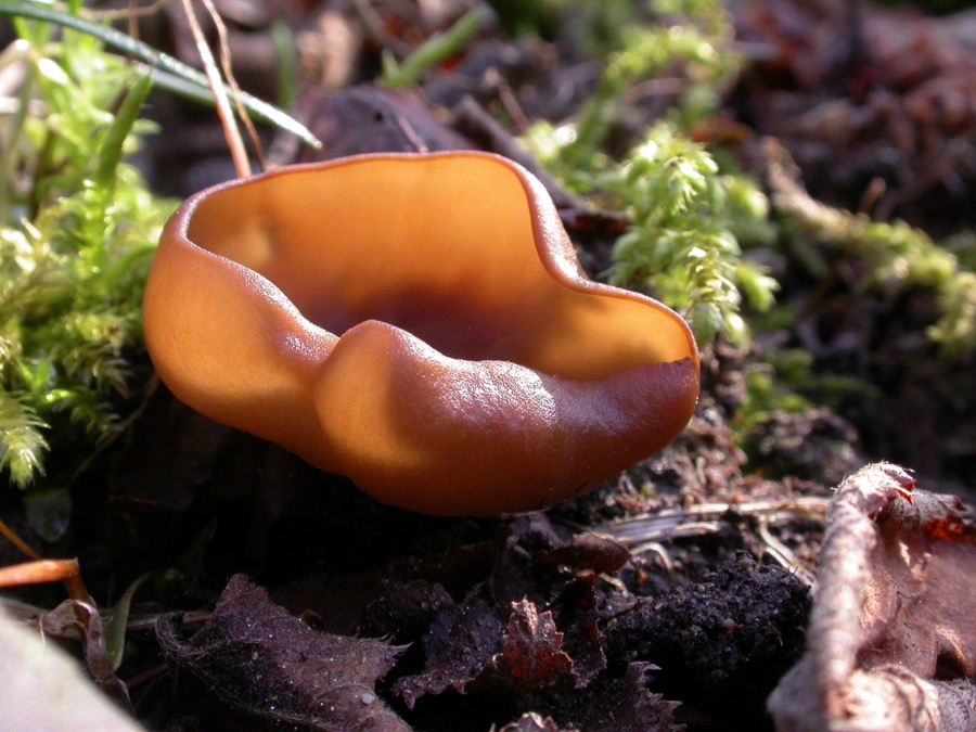 Dumontinia tuberosa.jpeg