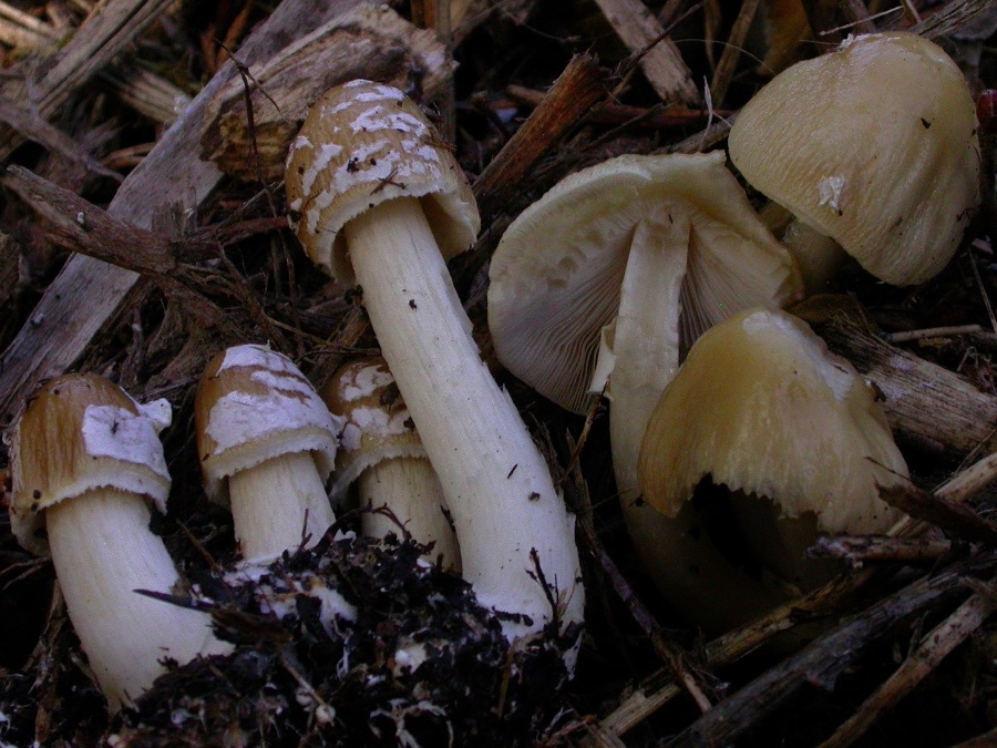 Agrocybe rivulosa.jpg