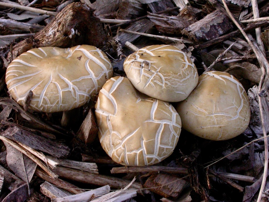 Agrocybe praecox2.jpg