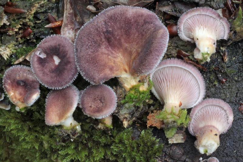 Lentinus strigosus.jpg