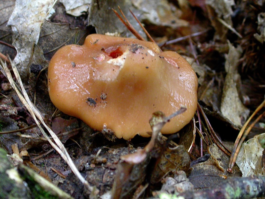 Phaeocollybia lugubris(1).jpg