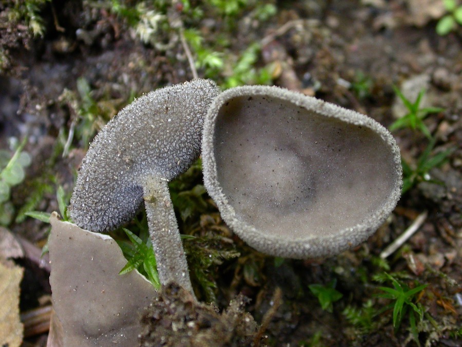 Helvella macropus.jpg