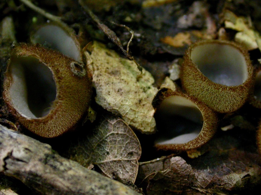 Humaria hemisphaerica.jpg