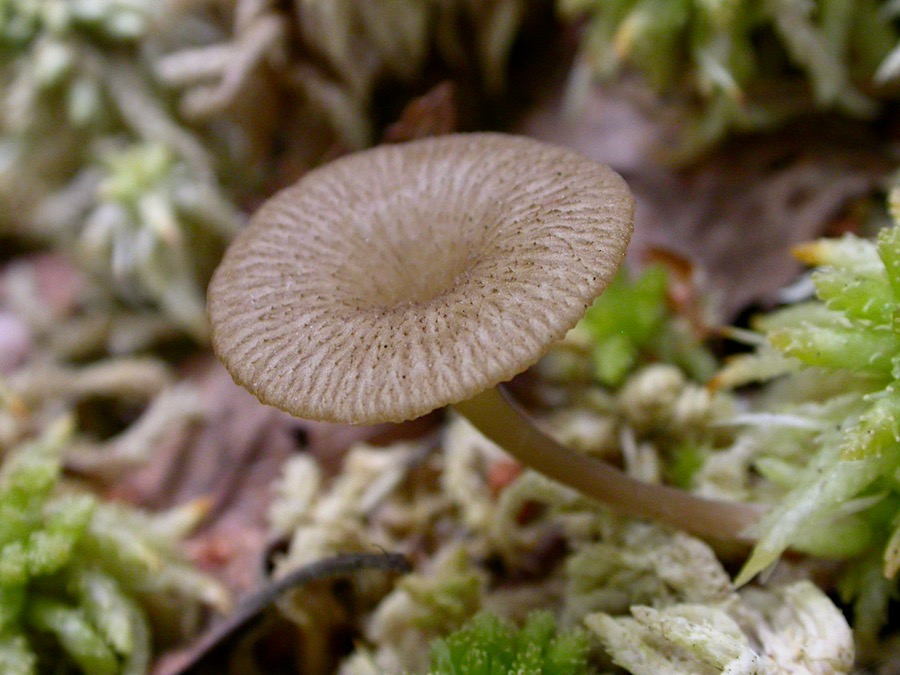 Omphalina sphagnicola.jpg