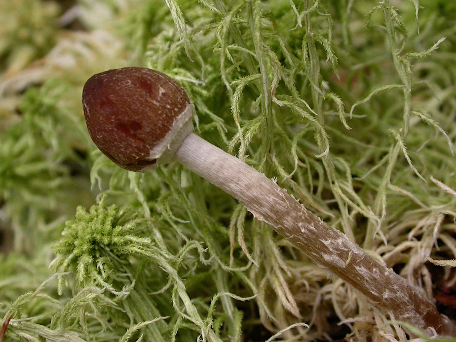 Psathyrella spagnicola.jpg