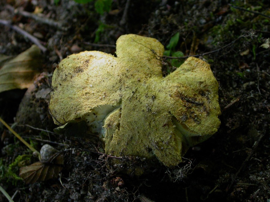 Gyroporus cyanescens.jpg