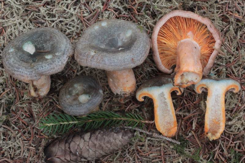 Lactarius fennoscandicus.JPG