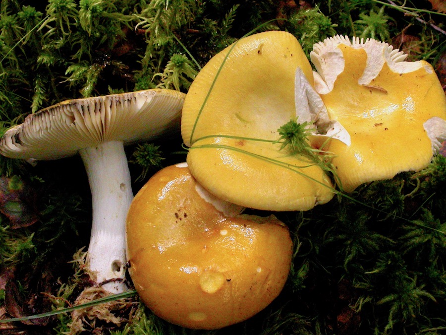 Russula claroflava.jpg