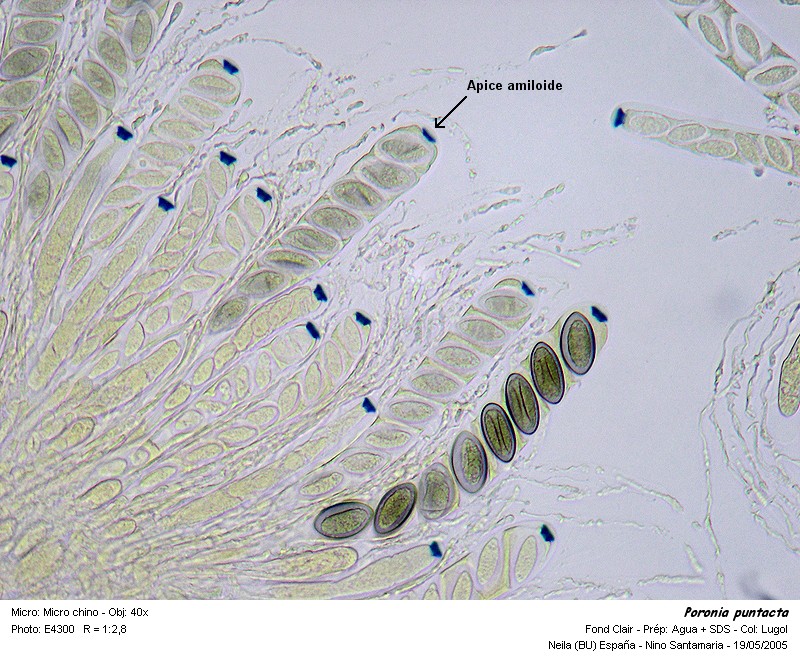 Poronia_puntacta esporas.jpg