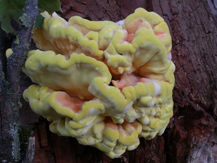 Laetiporus sulphureus.jpg