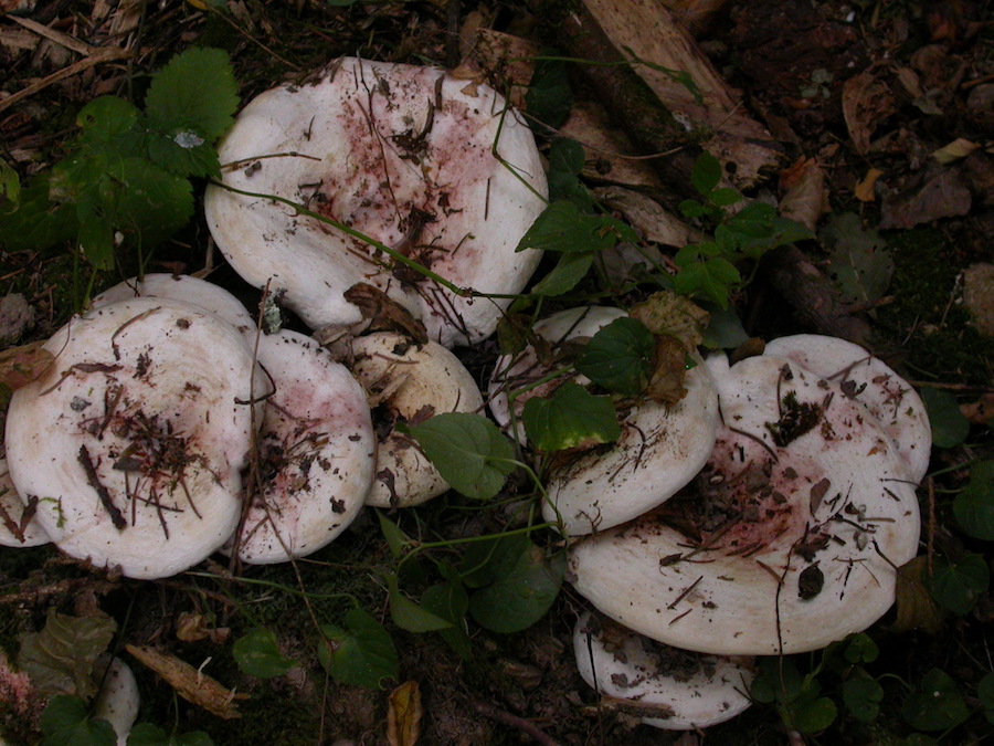 Lactarius controversus.jpg