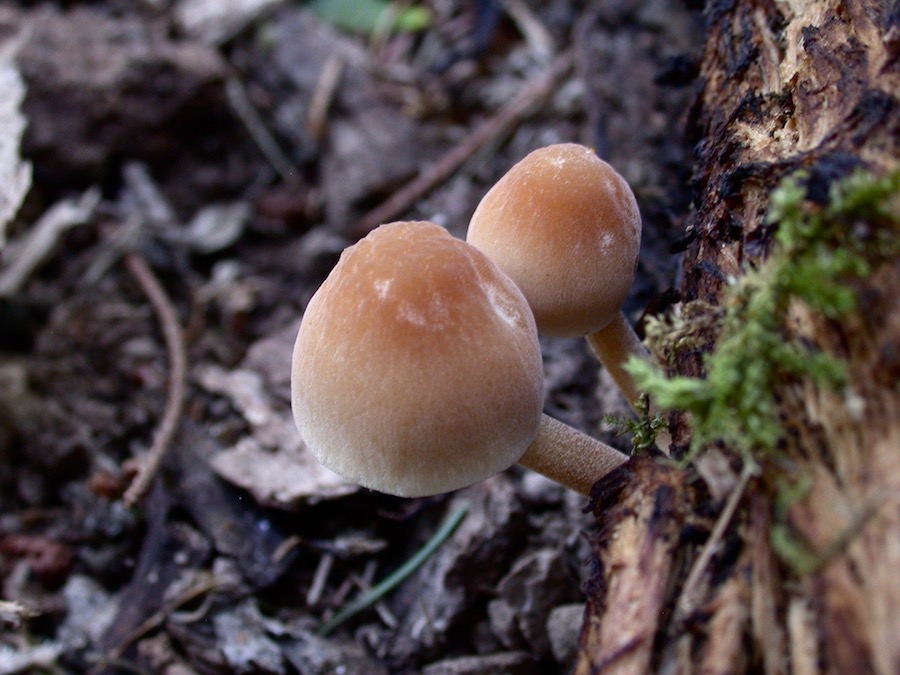 Pluteus.jpg