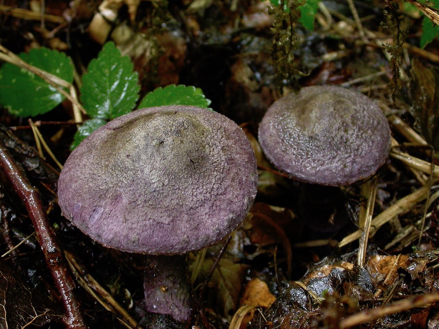 Cortinarius violaceus.jpg