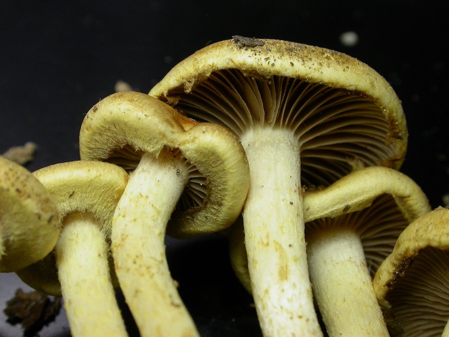 Pholiota graminis. .jpg