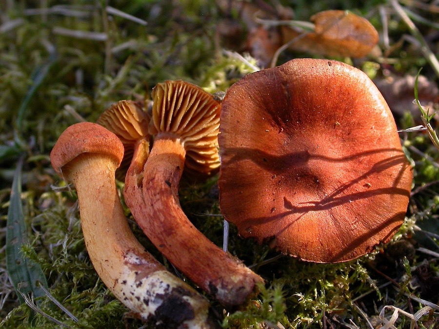 Cortinarius uliginosus.jpg