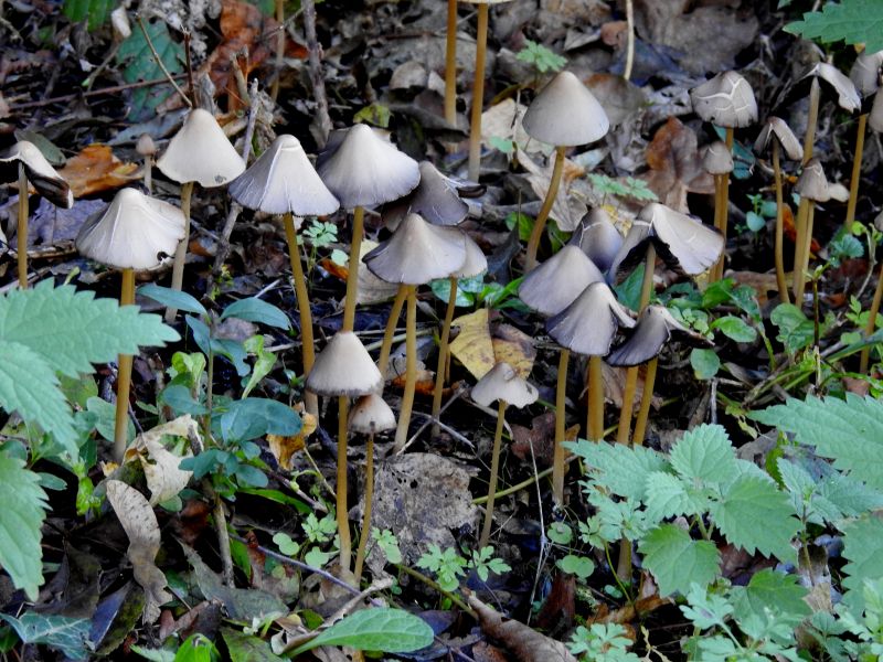 Psathyrella conopilus Durnal 5-10-18.jpg