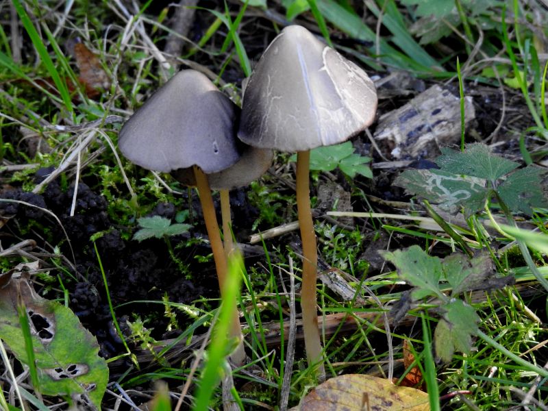 Psathyrella conopilus Durnal 5-10-18 A.jpg