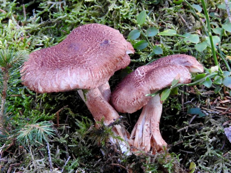 Fungi indét. Willerzie 11-10-18 A.jpg