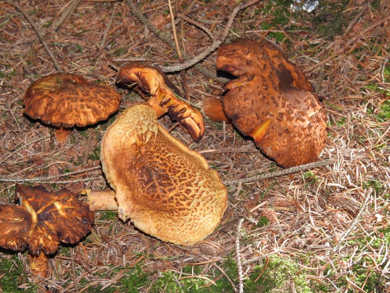 Pholiota probable Rienne 11-10-18.jpg