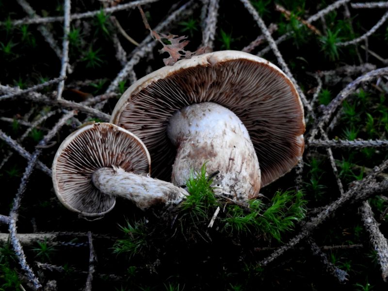 Tricholoma Willerzie 11-10-18 A.jpg