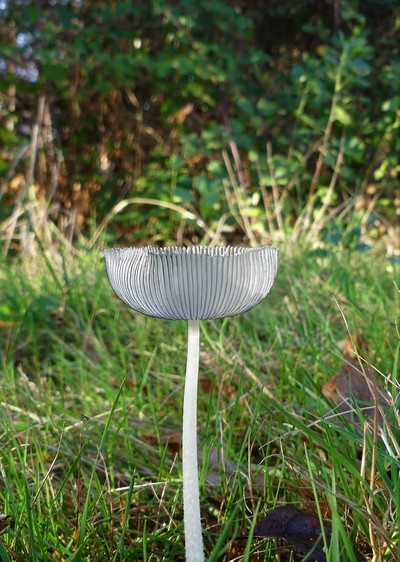 champignons gris2.jpg