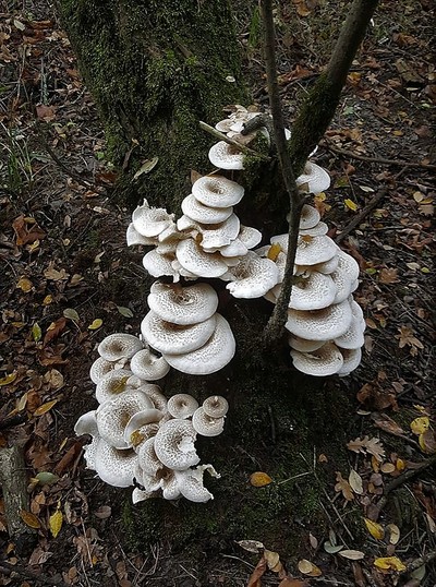 champignons en touffe (2).jpg