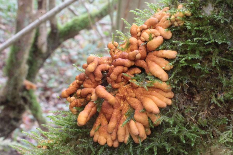 Hypocreopsis rhododendri.JPG