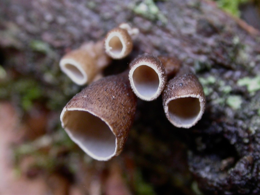 Cyphella digitalis.jpg