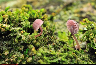 mycena meliigena_1.jpg