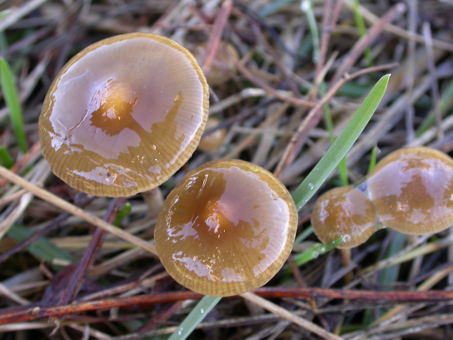 Protostropharia luteonitens.jpg