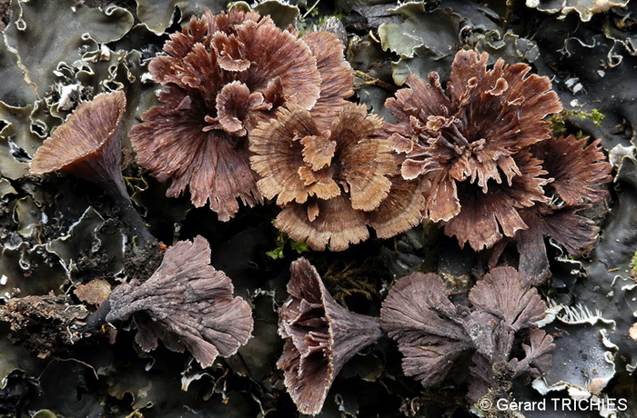 Thelephora caryophyllea 9001 GT 10112.jpg