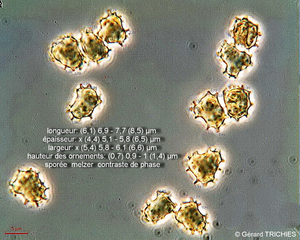 Thelephora caryophyllea 9898 GT 1302 6spores 13.jpg