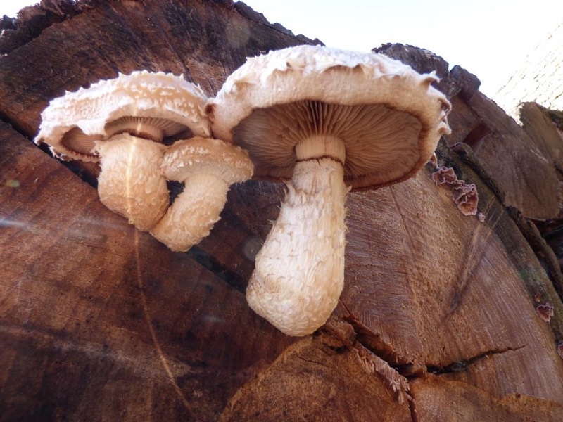 Hemipholiota populnea .JPG