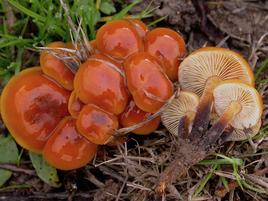 Flammulina velutipes.jpg