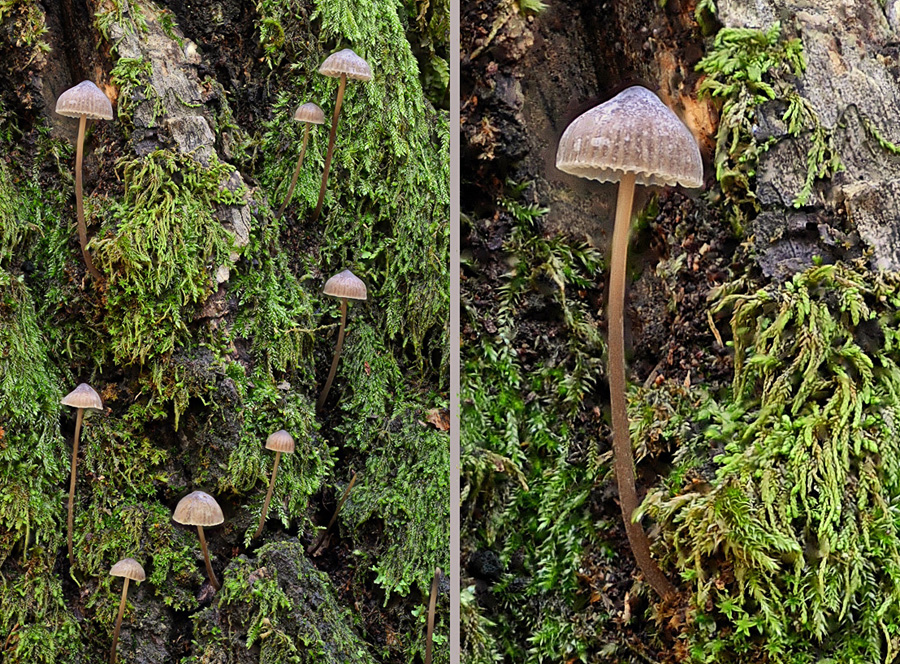 Mycena erubescens 2018 11 24 Lozère (Cévennes - tronc de châtaignier) (2a).jpg