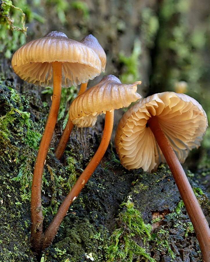 Mycena inclinata 2018 11 24 Lozère (Cévennes - tronc de châtaignier) (2).JPG