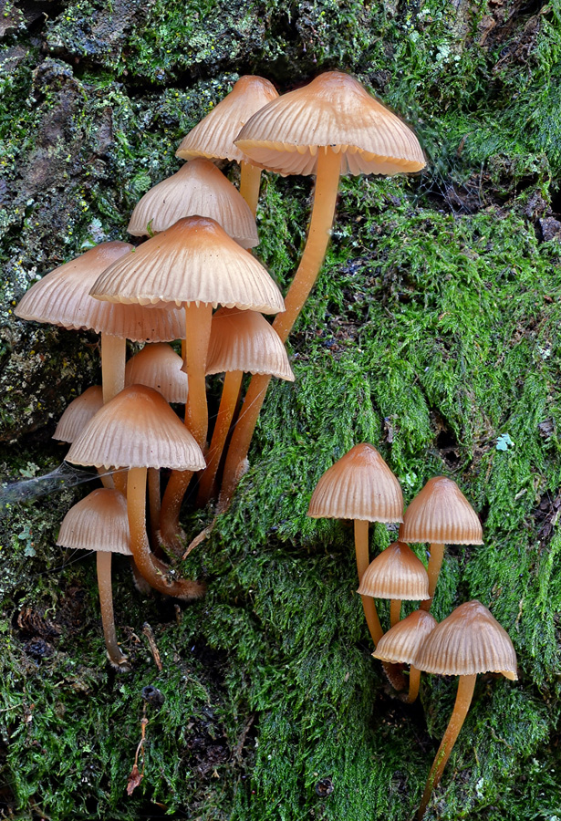 Mycena inclinata 2018 11 26 Lozère (Cévennes) (4).jpg