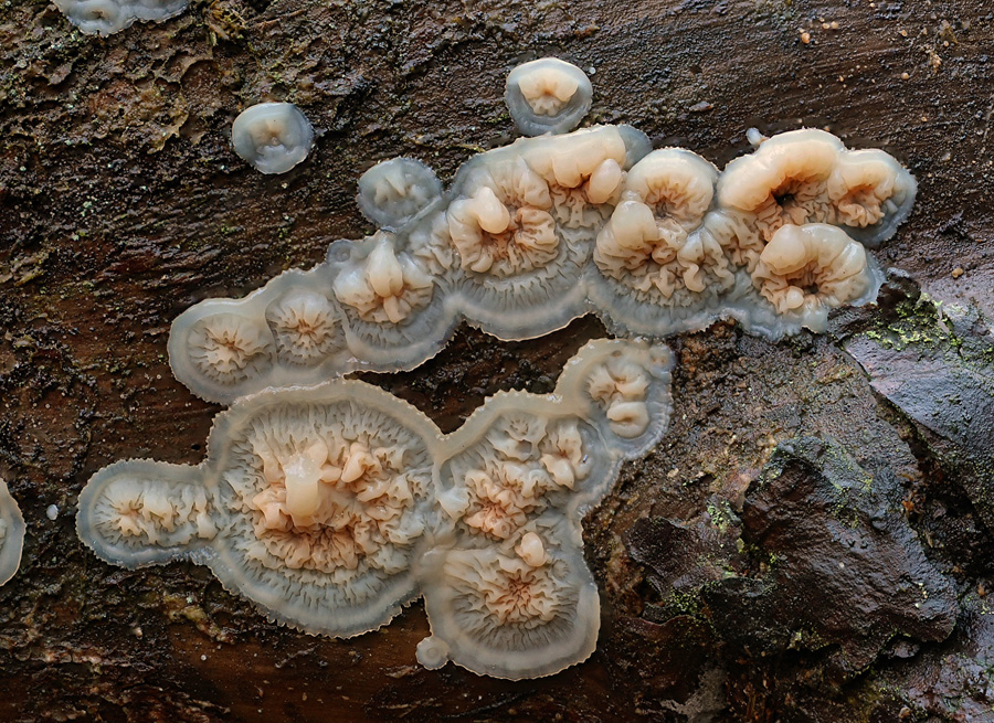 Serpula himantioides 2018 11 16 Lozère (Cévennes - Quatre-Chemins) (2).jpg