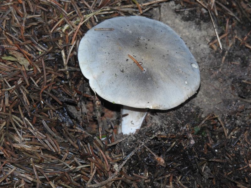 Tricholoma spec. Leignon (B) 30-11-18 A.jpg