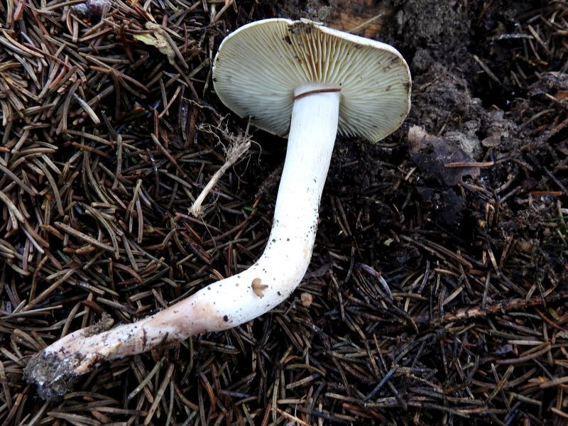 Tricholoma spec. Leignon (B) 30-11-18.jpg