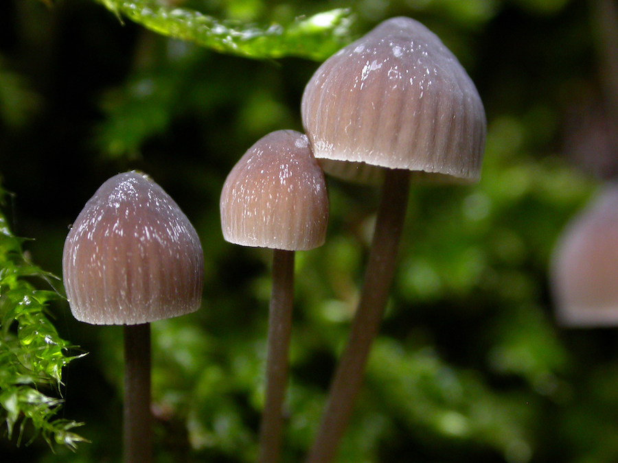 Mycena erubescens.jpg