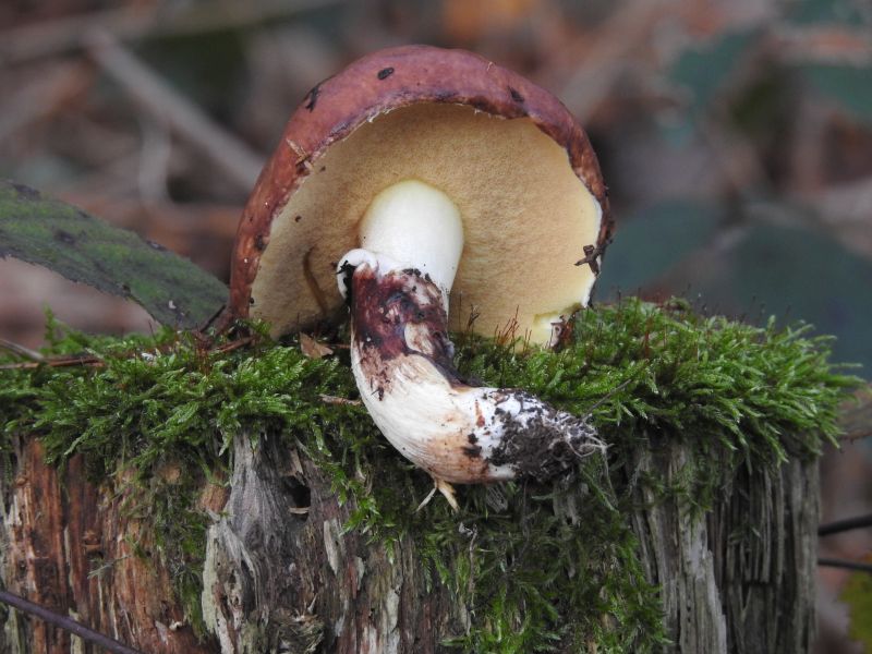 Suillus luteus Yvoir 4-12-18 C.jpg