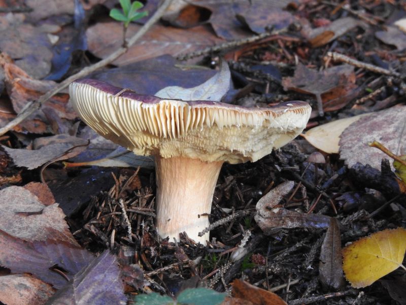 Russula turci Yvoir 4-12-18 A.jpg