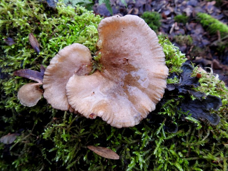 Pleurotus pulmonarius Dorinne 22-12-18 A.jpg