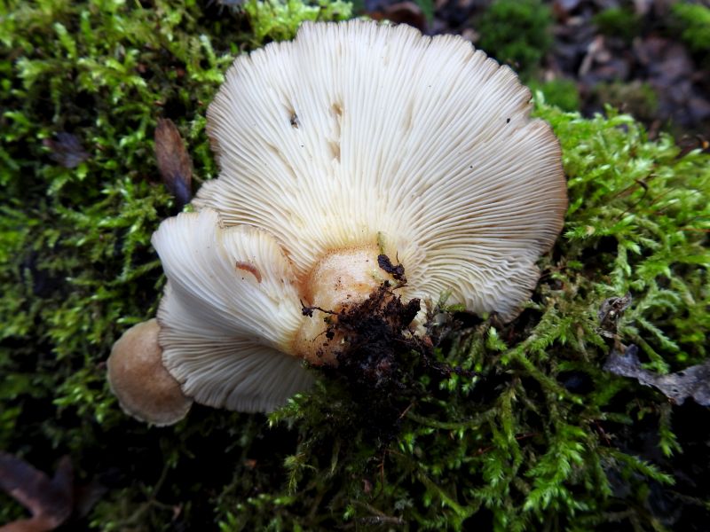 Pleurotus pulmonarius Dorinne 22-12-18.jpg