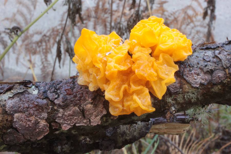 Tremella mesenterica.JPG