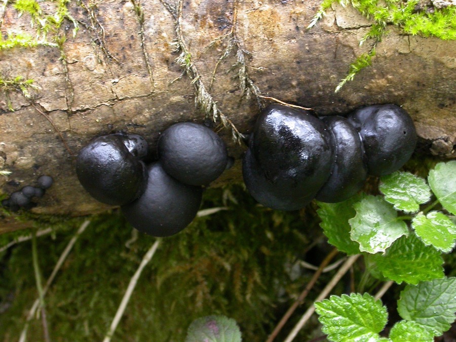 Daldinia concentrica.jpg