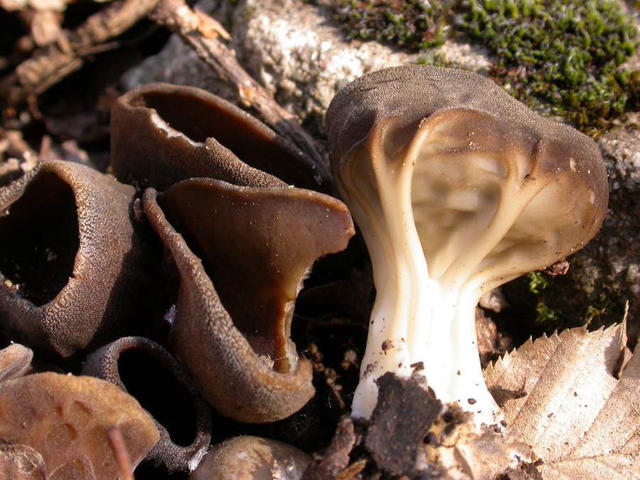 Helvella acetabulum.jpg